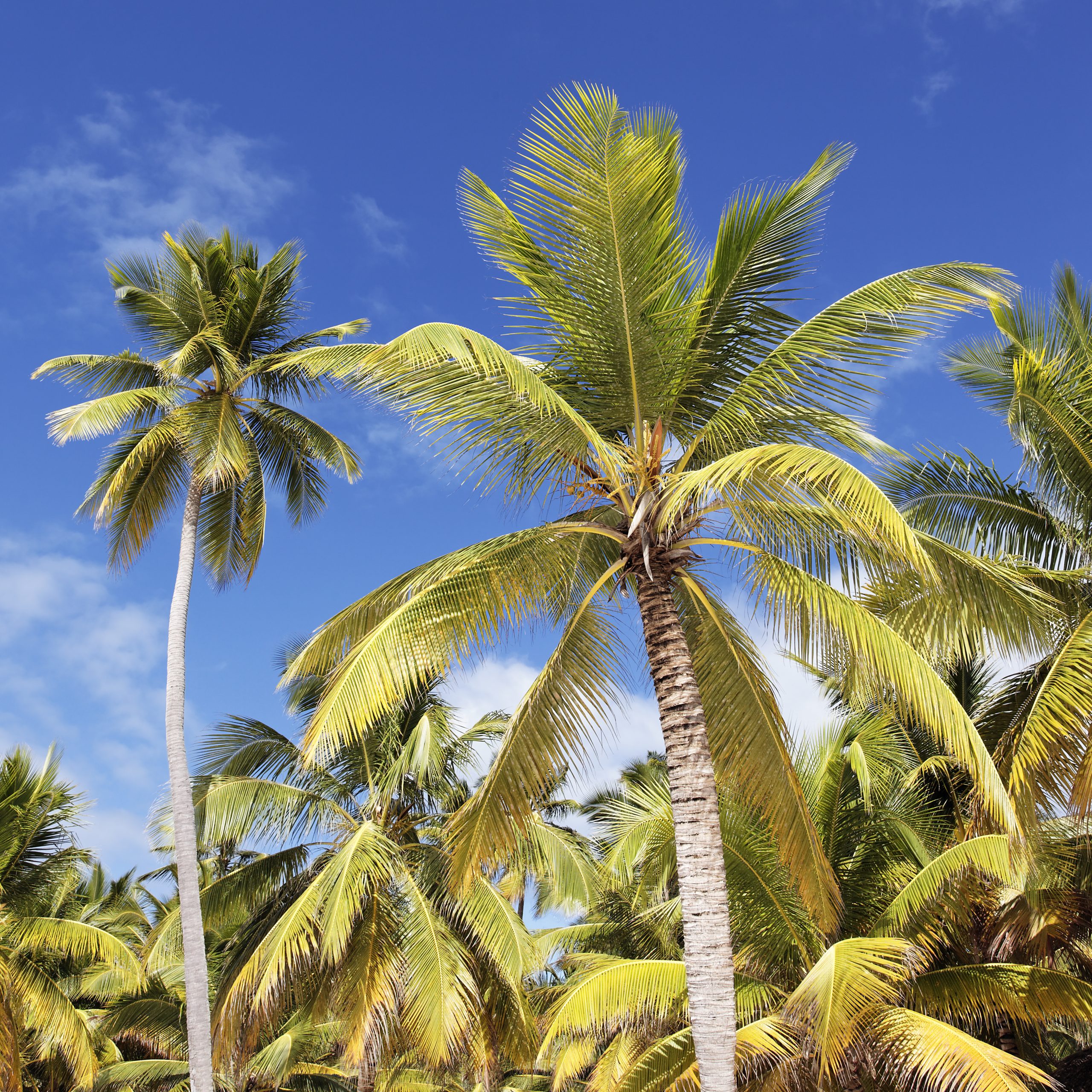 Chiropractor in Palmetto, FL
